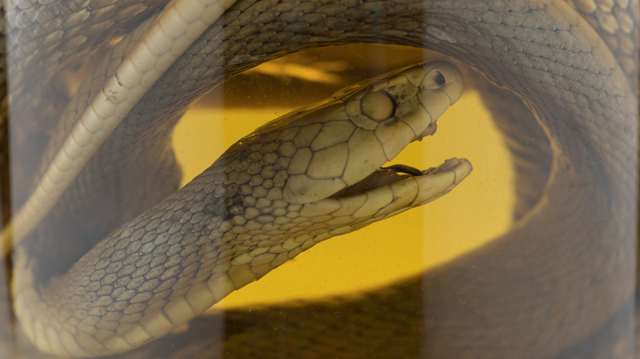 The Natural History museum venom